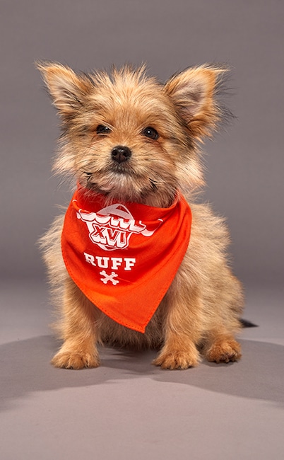 Puppy Bowl XVI